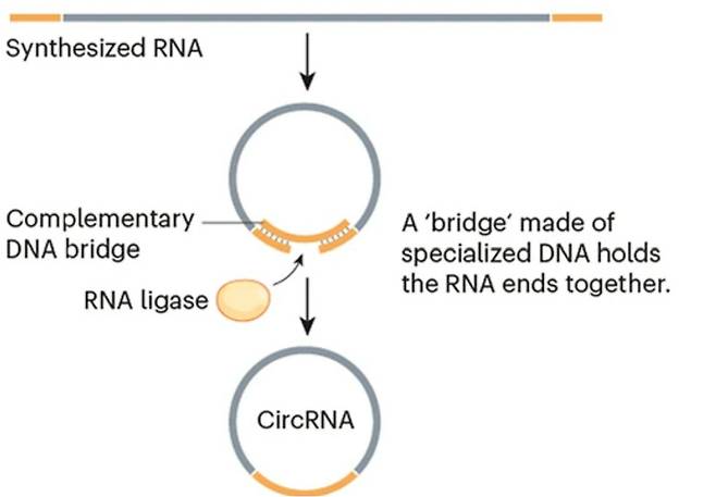 알엔에이(RNA)는 선형분자로 세포에 들어오면 양 끝에서 공격받아 쉽게 파괴된다는 단점이 있다.(위) 과학자들은 알엔에이 말단 염기서열에 상보적인 디엔에이(DNA) 조각을 넣어 양 끝을 이어붙이는 방법으로 원형알엔에이를 만들어 안정성을 크게 높였다.(아래) ‘네이처’ 제공