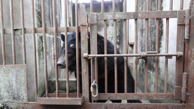 웅담 채취용 사육곰 농장에서 구조되는 반달가슴곰 '주영이'. 동물권행동 '카라' 제공.