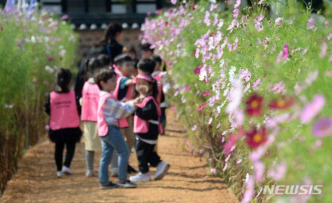 [김제=뉴시스] 김얼 기자 = 전북 김제시 벽골제에서 어린이들이 코스모스 길을 따라 산책을 즐기고 있다. 2023.10.04. pmkeul@nwsis.com