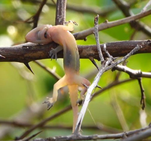 작은 도마뱀이 때까치에게 사냥당해 몸이 나뭇가지에 꿰어있다. /Life On Planet Earth Youtube 캡처