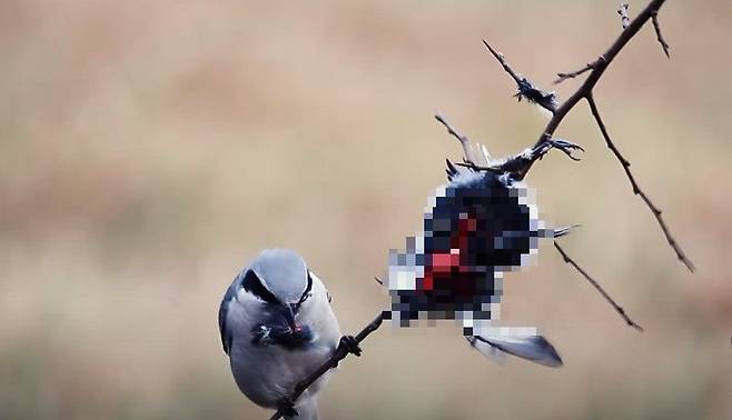 새를 사냥한 때까치가 나뭇가지에 사체를 꿰어놓고 뜯어먹고 있다. /WIRED Youtube Facebook