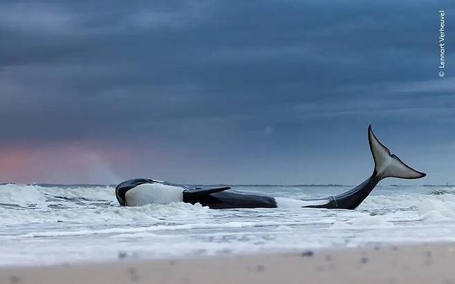 네덜란드 질랜드의 카잔드바트 해변에서 촬영한 범고래의 마지막 순간. 이 범고래는 심각한 영양실조와 질병으로 죽은 것으로 밝혀졌다. 레나르트 베르호벨·2023 올해의 야생동물 사진가 공모전 제공