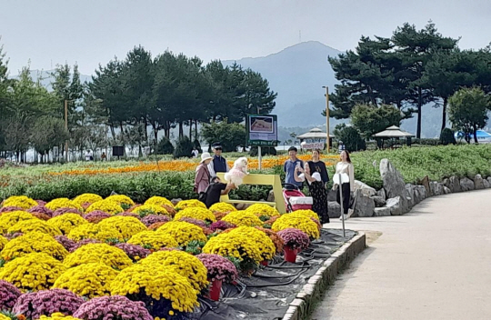 가평 자라섬 가을꽃 축제. 가평군청 제공