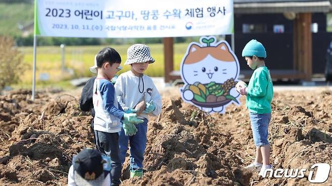 11일 전북 완주군 농촌진흥청 국립식량과학원에서 어린이들이 고구마 수확 체험을 하고 있다. 2023.10.11/뉴스1 ⓒ News1 유경석 기자