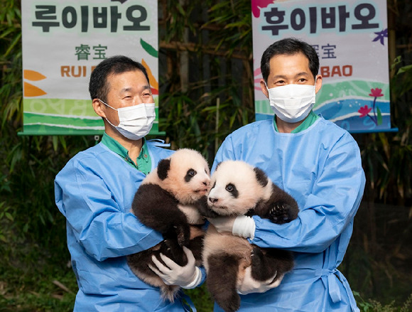 12일 오전 경기 용인시 에버랜드 동물원 판다월드에서 지난 7월 자이언트판다 커플 러바오와 아이바오 사이에서 태어난 쌍둥이 아기 판다 루이바오, 후이바오가 강철원, 송영관 사육사 품에 안겨 공개되고 있다. [사진=에버랜드]