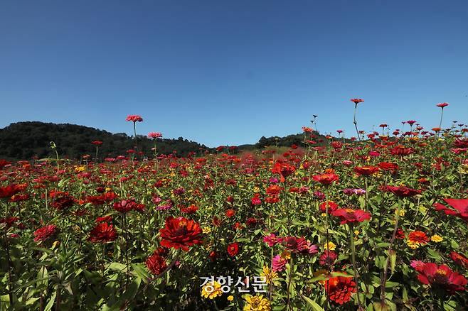 가을 날씨가 완연한 지난 5일 경기 연천군 임진강 댑싸리공원에서 시민들이 꽃구경을 하고 있다. 한수빈 기자