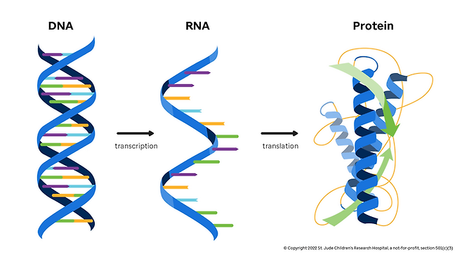 어려워 보이는 그림이지만, DNA->RNA->단백질을 보여줍니다. 외우세요.