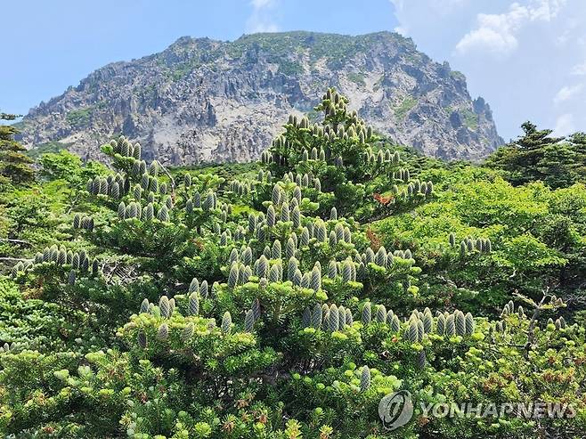 한라산 구상나무 자생지 [제주도 제공, 재판매 및 DB 금지]