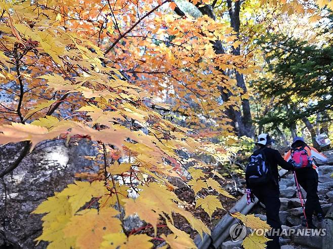 가을 속으로 (양양=연합뉴스) 양지웅 기자 = 계절이 완연한 가을로 접어든 12일 강원 양양군 설악산 국립공원 오색∼대청 구간의 단풍이 곱게 물들어 있다. 2023.10.12 yangdoo@yna.co.kr