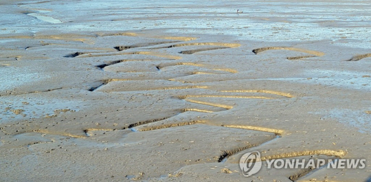 충남 태안 앞바다 갯벌. 연합뉴스 자료 사진