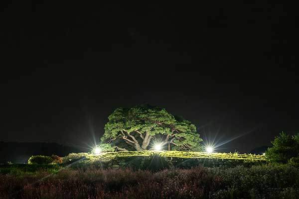 솔고개 소나무. 소나무 모양이 어떤&nbsp;제약회사의 로고로도 쓰였다.
