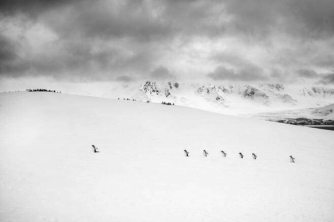 C컷/ 남극의 펭귄, 2018년, 조성환 사진가(82)