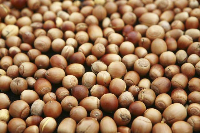 참나무 열매를 통칭하는 도토리는 동글동글한 형태에 크기가 고만고만하다. 게티이미지뱅크