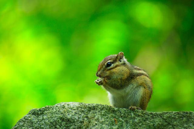 참나무가 많은 한반도의 산에서는 도토리도 많이 나는데 주로 다람쥐의 양식이다. 게티이미지뱅크