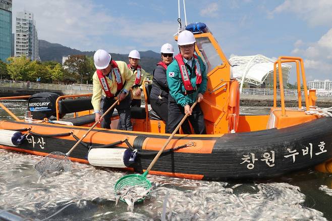 홍남표 경남 창원시장이 14일 마산항 해양신도시 인근 해상에서 정어리 폐사체를 수거하고 있다. (사진=창원시)