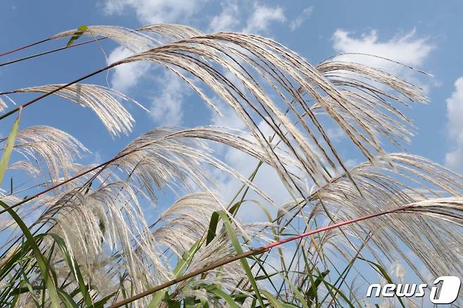 (서울=뉴스1) 신웅수 기자 = 15일 서울 마포구 하늘공원에서 서울억새축제가 열리고 있다.  이번 억새축제에는 오는 20일까지 열리며 축제 기간 중에는 오후 10시까지 하늘공원을 개방한다. 2023.10.15/뉴스1  Copyright (C) 뉴스1. All rights reserved. 무단 전재 및 재배포,  AI학습 이용 금지.