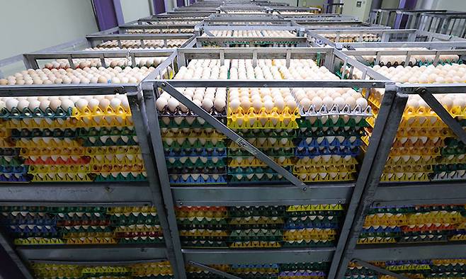 하림낭산부화장 집란실에서 유정란이 훈증소독을 기다리고 있다.