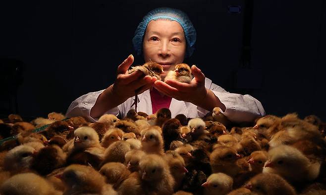 49년째 병아리 감별사로 일하는 하경미(67)씨가 전북 익산시 하림낭산부화장에서 암수를 구분 감별에 앞서 병아리를 들어 보이고 있다.