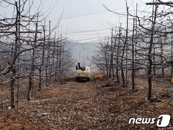 16일 충북 충주시는 사과·배 수확농가에 과수화상병 약제를 지원한다고 밝혔다. 사진은 월동기 방제 모습.(자료사진)2023.10.16/뉴스1