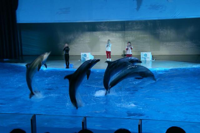 제주 서귀포시 퍼시픽리솜에서 비봉이를 포함 돌고래들이 공연을 하고 있다. 어웨어 제공