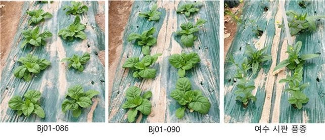 ▲ 선발 2개 계통과 여수 시판 품종의 여름재배 모습 사진 : 농촌진흥청 