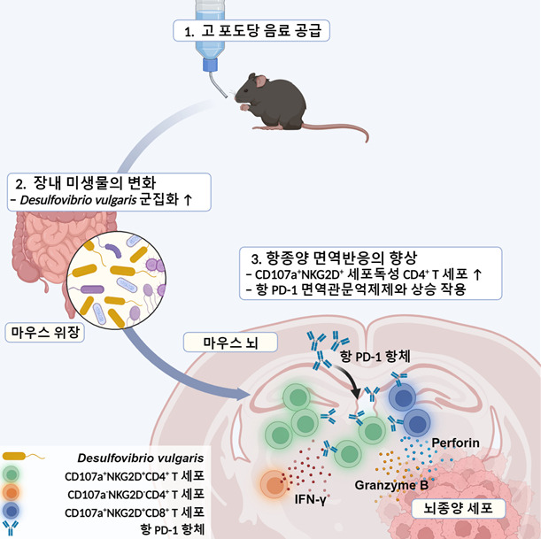 연구 모식도. / 사진=KAIST(한국과학기술원)