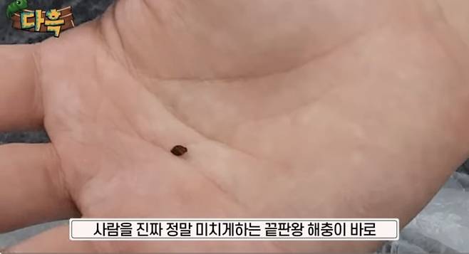 인천의 한 찜질방에서 발견된 빈대 /사진=유튜브 채널 '다흑' 캡처,뉴시스