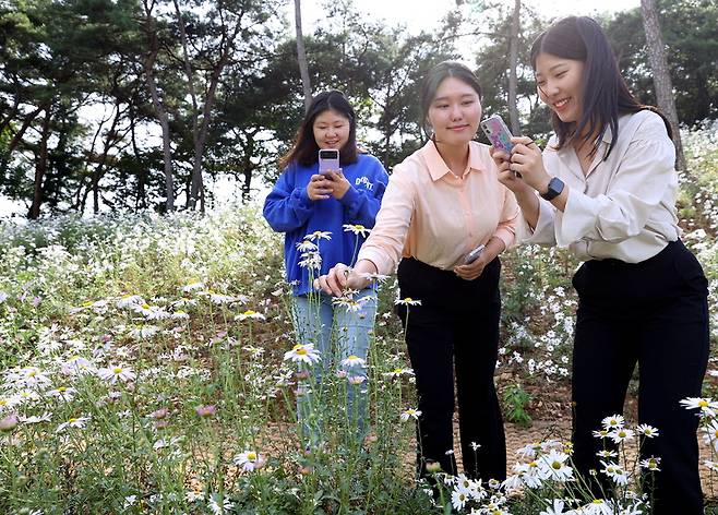 강진군 옴천면 좌척마을 산기슭에 활짝 핀 구절초 공원에서 관광객들이 구절초를 바라보며 추억을 쌓고 있다. / 사진=강진군 제공