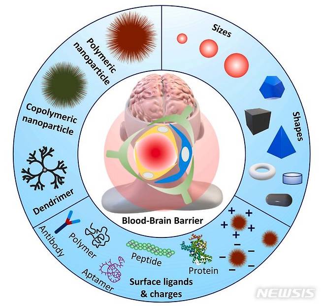 [광주=뉴시스]BBB투과 및 약물 전달을 위한 고분자 나노운반체에서 현재까지 연구돼온 요인들.