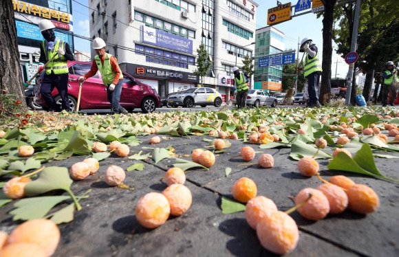 보행로 점령한 은행 - 광주 북구 공원녹지과 직원들이 16일 우산동 일대 도로 변 은행나무에서 낙과로 인한 악취와 보행불편 해소를 위해 열매를 제거하고 있다. 광주 뉴스1