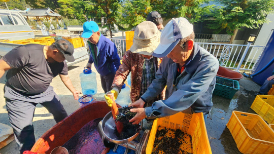 음성군 소이면 충도3리 주민들은 지난 17일 그간 정성 들여 재배한 머루를 수확하고 와인주를 담그는 행사를 가졌다. 사진=음성군 제공