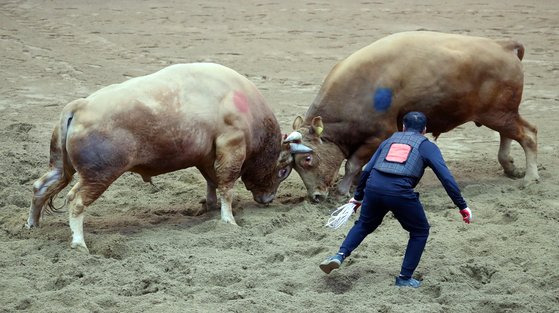 지난 4월 15일 경북 청도군 화양읍 청도소싸움경기장에서 열린 '2023년 청도소싸움축제'에서 출전한 싸움소들이 격돌하고 있다. [연합뉴스]