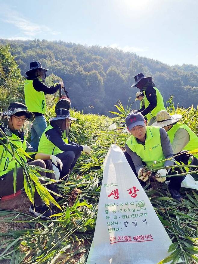 농협 상호금융기획본부 임직원들이 생강 수확 및 환경 정비 작업을 진행하고 있다.