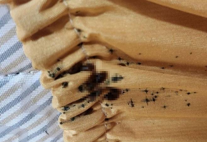 A mattress infested with bedbugs (Yonhap)