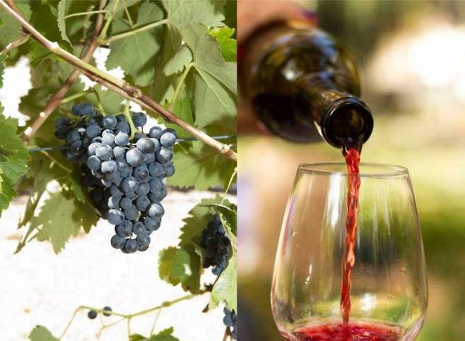 /사진제공=조지아 LLC Traditsiuli