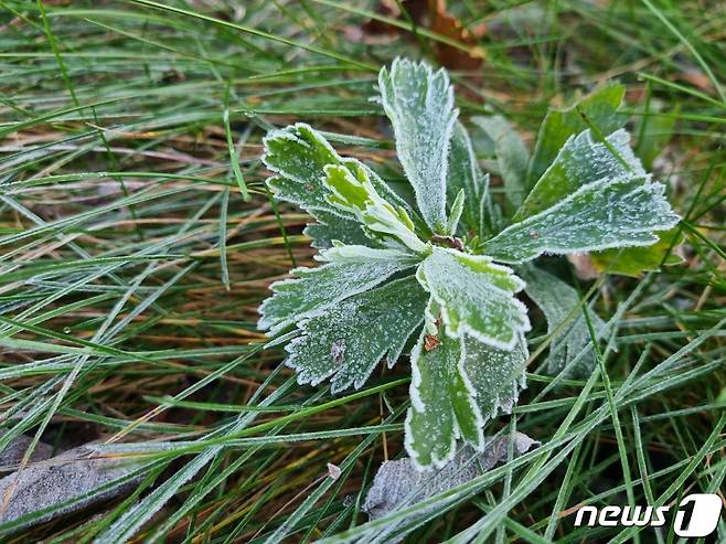 강원 산간 서리.(뉴스1 DB)