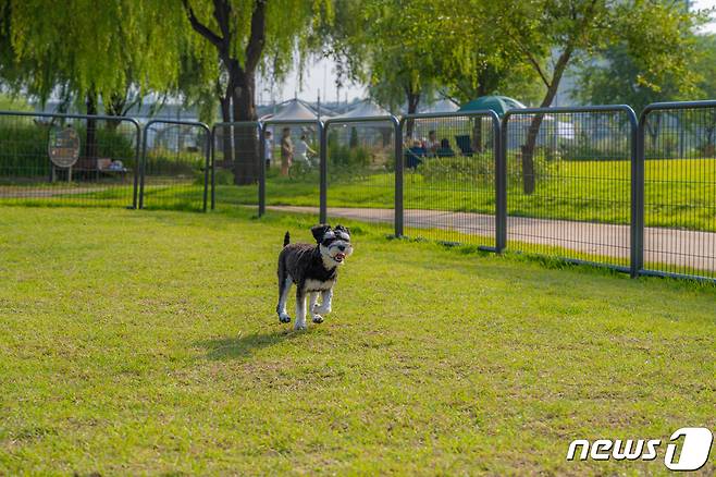 안양천 반려견 쉼터에서 뛰어노는 반려견(서울관광재단 제공)