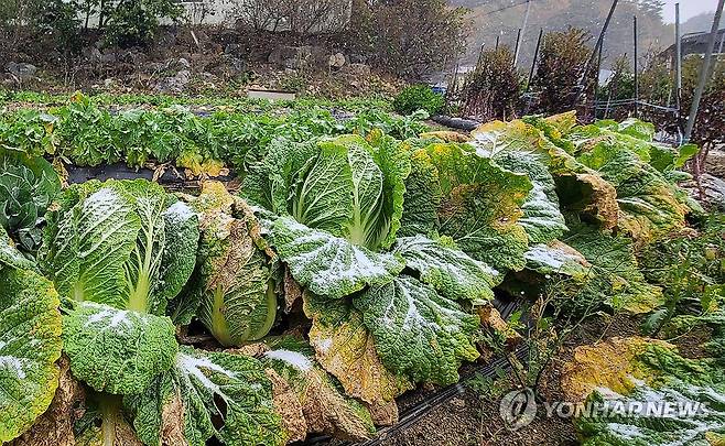 강원 배추밭에 내린 첫눈 (평창=연합뉴스) 유형재 기자 = 강원도 내 곳곳이 올가을 들어 가장 추운 날씨를 보인 21일 평창군 진부면의 한 농촌 마을에 눈이 내리고 있다. 강원지방기상청에 따르면 이날 설악산과 광덕산 등에 올가을 첫눈이 내렸다. 2023.10.21 yoo21@yna.co.kr