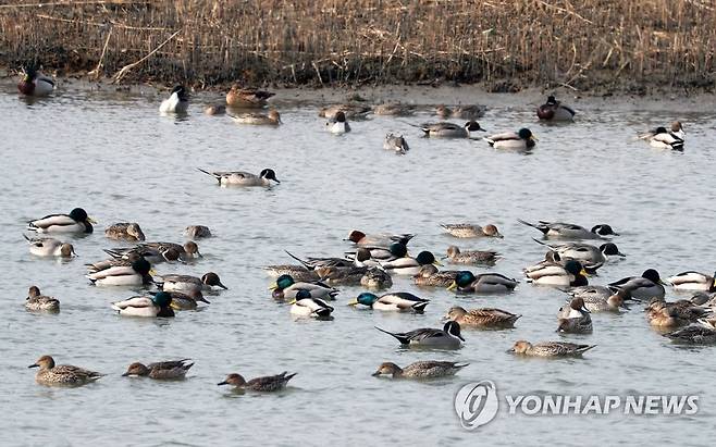 낙동강 하구 찾은 철새 [연합뉴스 자료 사진]