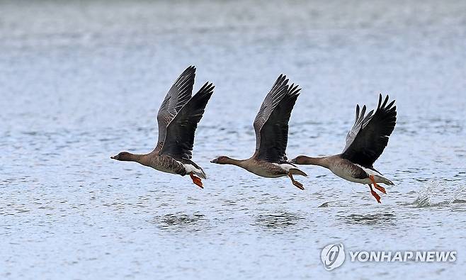 깊어져 가는 가을…큰기러기의 힘찬 도약 (강릉=연합뉴스) 유형재 기자 = 16일 강원 강릉시 경포호를 찾은 겨울 철새 큰기러기가 수면을 박차며 날아오르고 있다. 2023.10.16 yoo21@yna.co.kr