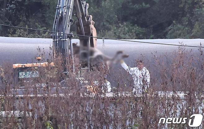 22일 오후 소 바이러스성 질병인 '럼피스킨병'(Lumpy Skin Disease)' 확진 사례가 나온 경기 김포시 하성면 축산농가에서 방역 관계자들이 살처분을 하고 있다. 2023.10.22/뉴스1 ⓒ News1 김도우 기자