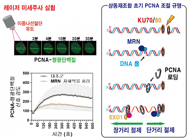 DNA 이중나선절단 부위 인접 DNA 틈에 결합하는 PCNA. 기초과학연구원(IBS) 제공