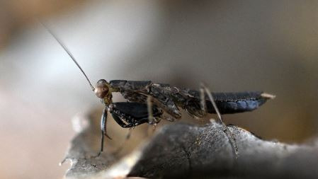 제주 선흘곶자왈 사마귀 / 사진=연합뉴스