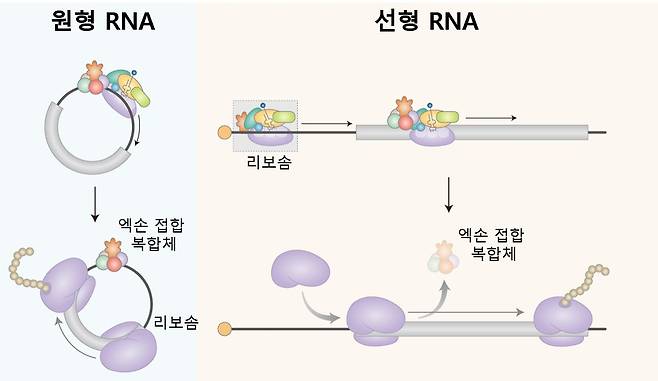 이번 연구성과 모식도.[KAIST 제공]