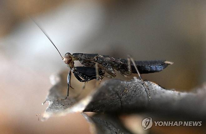 제주 선흘곶자왈 좁쌀사마귀 (제주=연합뉴스) 제주 선흘곶자왈에 서식이 확인된 멸종위기·희귀곤충인 좁쌀사마귀. 2023.10.23 [산림청 국립산림과학원 난대·아열대연구소 제공. 재판매 및 DB 금지] koss@yna.co.kr