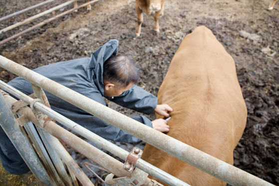 A farmer vaccinates a cow against lumpy skin disease, a bovine viral illness, at a farm in Jeungpyeong, North Chungcheong on Tuesday. As of Monday, 17 cases had been confirmed and 638 cattle were culled, according to the Minister of Agriculture, Food, and Rural Affairs Chung Hwang-keun. An additional 1.7 million doses of vaccine will be imported by the government early next month to prepare for potential further disease spread. [YONHAP]