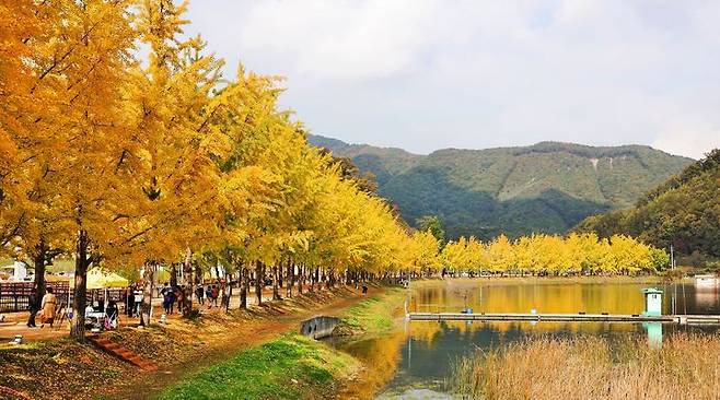 [괴산=뉴시스] 강신욱 기자 = 24일 단풍이 무르익어 가는 충북 괴산군 문광면 양곡리 은행나무길에 많은 관광객이 찾아 가을 정취를 만끽하고 있다. (사진=괴산군 제공) 2023.10.24. <a href='mailto:photo@newsis.com'>photo@newsis.com</a> *재판매 및 DB 금지