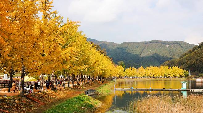 충북 괴산군 문광면 양곡저수지 은행나무길이 가을 단풍으로 물들었다. 괴산군 제공