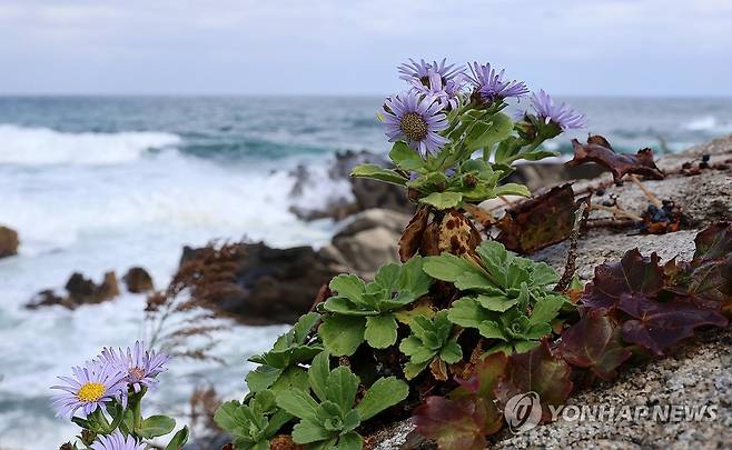 해국이 전하는 가을 소식 (강릉=연합뉴스) 유형재 기자 = 서리가 내린다는 절기 '상강'을 하루 앞둔 23일 강원 강릉시 주문진의 바닷가 바위에 단풍으로 물든 담쟁이덩굴과 함께 해국이 활짝 펴 눈길을 끌고 있다. 2023.10.23 yoo21@yna.co.kr