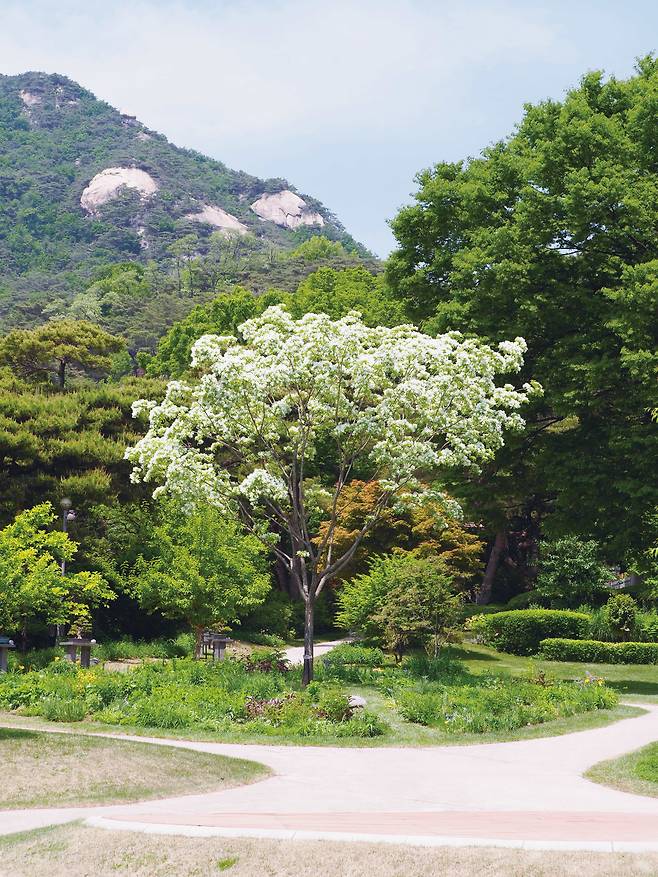 청와대 소정원의 이팝나무. 박근혜 대통령이 2013년 4월 8일에 기념식수한 나무다. /눌와